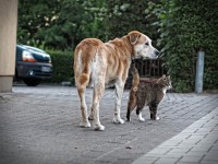 Olderdogandcat